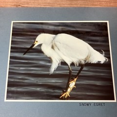 VTG Snowy Egret Sea Bird Art Photography Matted Signed By Artist Beach Decor