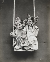 cat kitten kitty art print Harry Whittier Frees 8×10 vintage photo picture #11