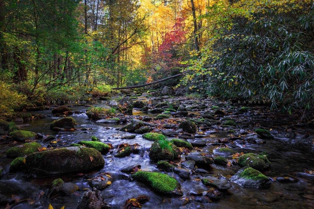 Forest Photography Print – Picture of Creek in Great Smoky Mountains Tennessee