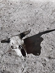 ARTHUR ROTHSTEIN (1915–1985) – Skull Bad Lands, South Dakota 1936