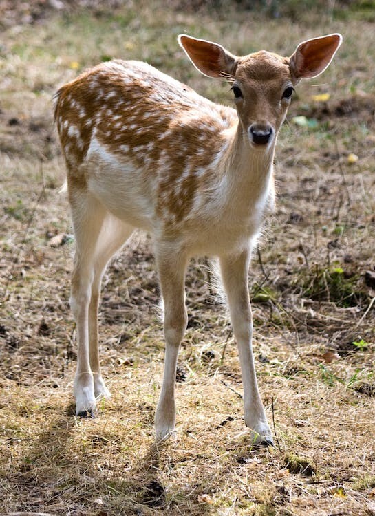 Digital Image Picture Photo Pic Wallpaper Background Fawn In Grassy Area Deer