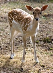 Digital Image Picture Photo Pic Wallpaper Background Fawn In Grassy Area Deer
