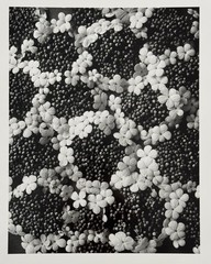Karl Blossfeldt, Common Snowball, Photograph from Estate, 2010