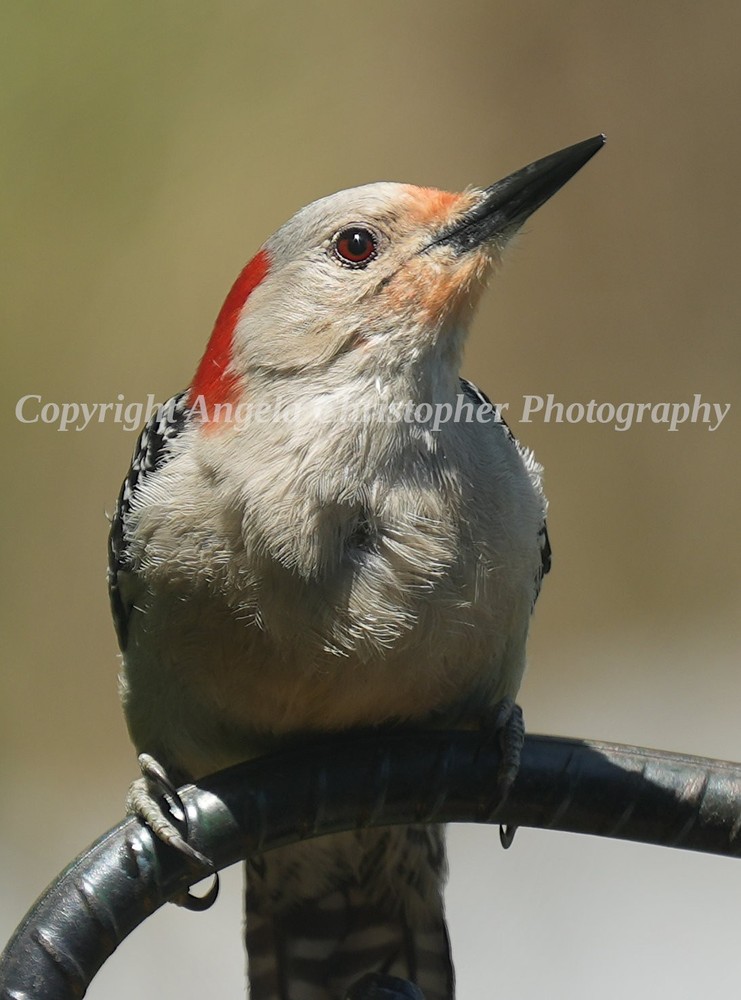 Original ACEO photo fine art print 2.5×3.5″ PORTRAIT OF A RED-BELLIED WOODPECKER
