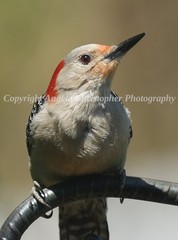 Original ACEO photo fine art print 2.5×3.5″ PORTRAIT OF A RED-BELLIED WOODPECKER