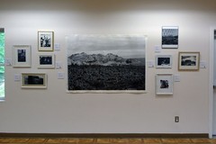 Peregine Falcon side view, Rosendale, NY, 8 x 10 in art photo by Mel Gonz, 2024