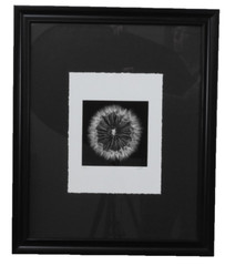 Striking #49 of 100 18.5″x22.5″ B&W Photo Framed Deckle Edge Flower Dandelion