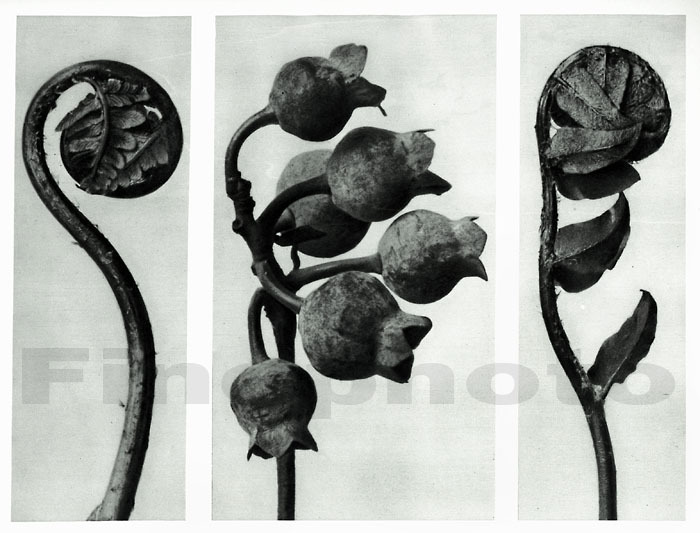 1929 Original Vintage BOTANICAL PLANT Abstract Germany Photo Art KARL BLOSSFELDT