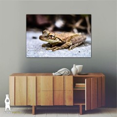 Cuban Tree Frog – Fine Art Macro Photography Prints – by Bear8Photo