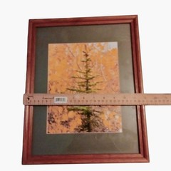 Framed Colorado Nature Photo Evergreen Aspen Tree Autumn Leaves Wood Frame