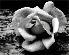 1932 1990s Ansel Adams Rose driftwood San Francisco California Large Art Photo