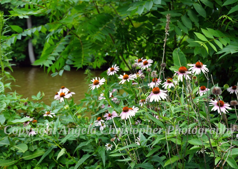 Original ACEO photo fine art print 2.5 x 3.5 inch CONEFLOWERS BY THE CREEK pink