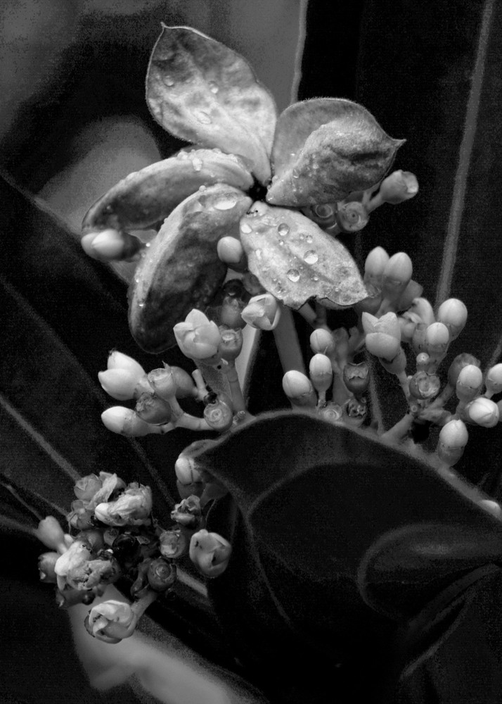 fine art photography prints