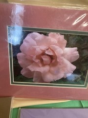 4 Beautiful Alaskan Flower Photos Mounted On Acid Free Mat Boards 8×10 In.