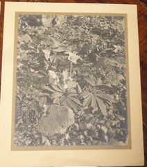 6 Vintage Signed Matted Sepia Photographs ~ Montclair NJ Botanical Gardens L2