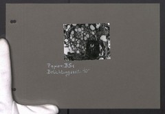 5 photographs microphotography, on different paper varieties such as BSj, Mimosa