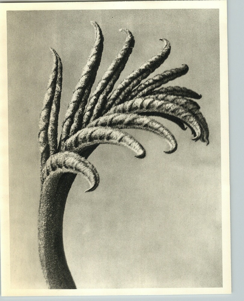 1942 Original BOTANICAL PLANT Juglandaceae Flower Photo Art KARL BLOSSFELDT