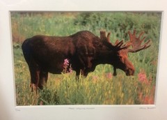Moose Smelling Flowers Framed 2/100 Photo Signed Willie Holdman 12 1/4″X9 3/4″