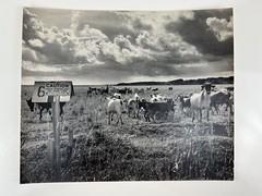 Vintage Large Black & White Photography Print Cattle Ranch Western Cowboys Rural
