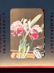 Kodachrome Red Border Lot Of 40 1950’s Still Life Flowers 35mm Color Slides A