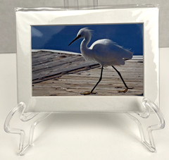 Snowy Egret Sea Bird Art Photography Matted 7×5 Inch Dock Beach Decor