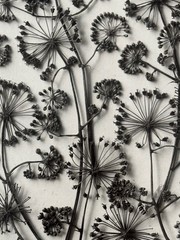 Karl Blossfeldt, California Aralia, photograph from estate, 2010