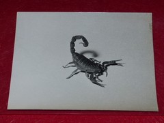 [PHOTOGRAPHY] Pierre Auradon / Argentique 1940/50 “Scorpion” 18X14