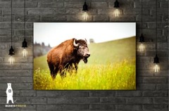 Buffalo Country Home Décor – Wildlife Fine Art Photography Prints