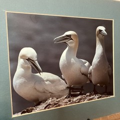 VTG 1982 Art Photography “Gannets Three” Sea Birds Matted Signed Beach Decor