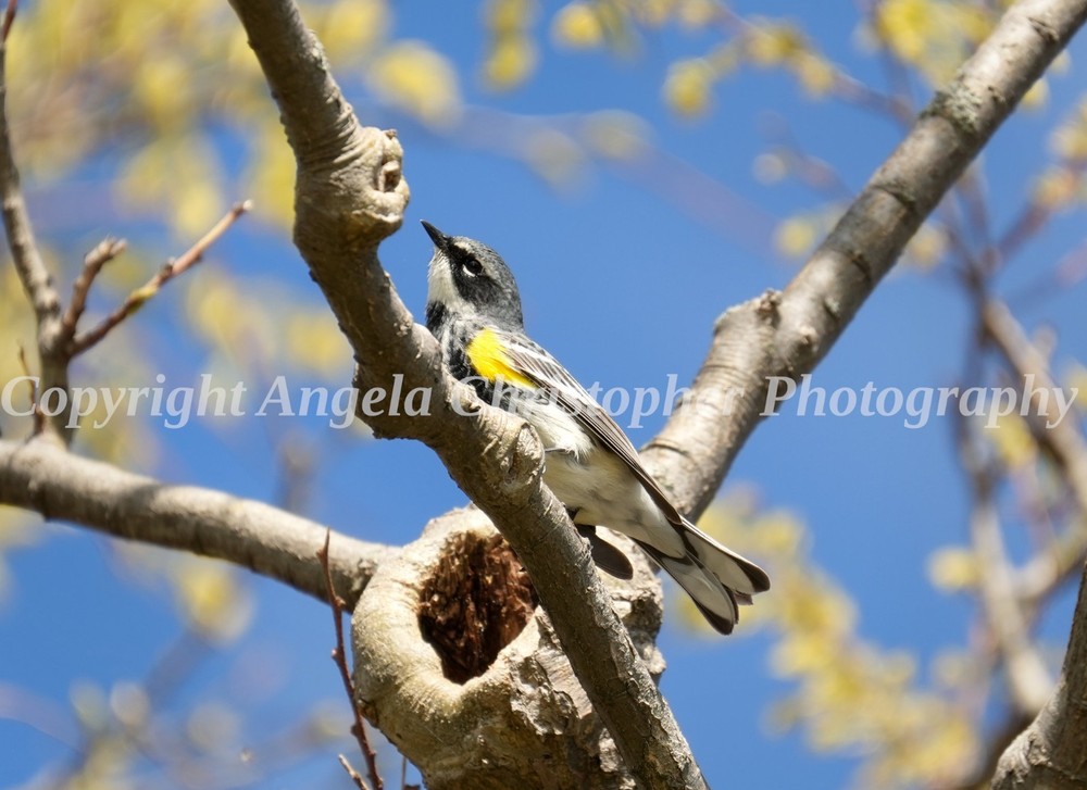 Original ACEO photo fine art print 2.5 x 3.5″ YELLOW-RUMPED WARBLER bird white