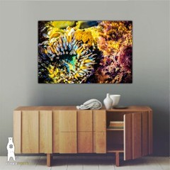 Sea Anemone – Fine Art Prints – Underwater Ocean Life Décor