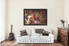 Wildlife Photography Print – Picture of Red Cardinal Surrounded by Raindrops