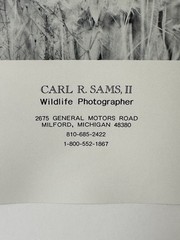 Carl R. Sams II Loon Photo Blue Bird Tree Branch Professionally Framed & Signed