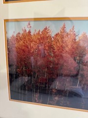 Nicely Framed Set of 2 Photographs of Trees