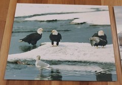 American Bald Eagle Print Pictures Lot of 4 Birds Water Preserve Scenery 8×10