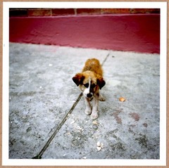 SIGNED ALEC SOTH DOG DAYS BOGOTA COLOMBIA 2003 LTD 6 x 6 MAGNUM ARCHIVAL PRINT
