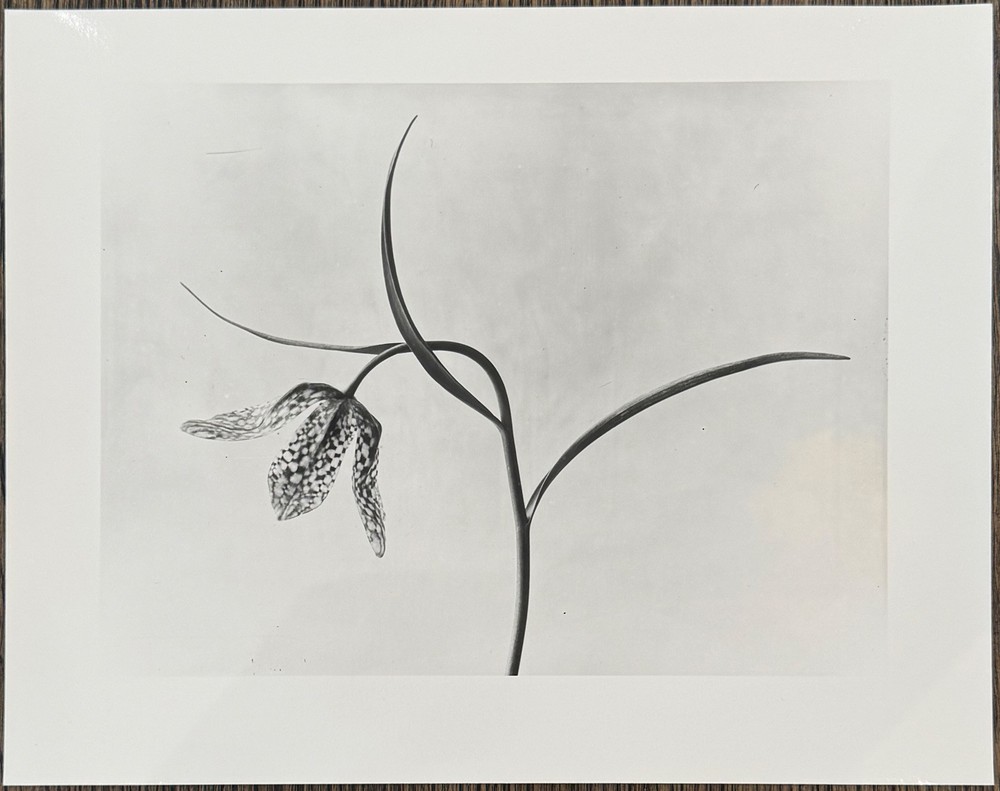 Karl Blossfeldt, Chess Flower, Photograph from Estate, Pen Art 2016