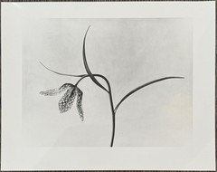 Karl Blossfeldt, Chess Flower, Photograph from Estate, Pen Art 2016