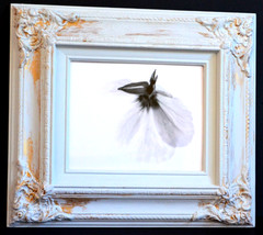 Pair Framed Fine Art Photography Black and White Photos of Primrose Flowers two