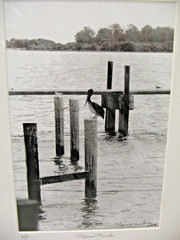 ART PHOTOGRAPHY 16×20 Pelican Perch B&W A/P Matte Acid Free by Larry Santucci