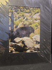 Jim Parker Knives Photography Color Prints 6×4 Wildlife Bear Deer Matted 8×10