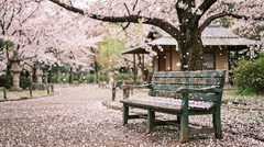 Cherry Blossom Garden Digital Download Japanese Landscape Art Sakura Park Print