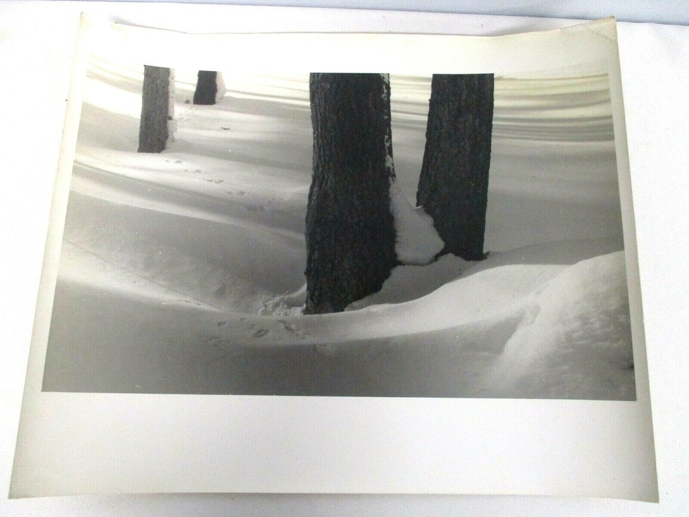 L WHITNEY STANDISH PHOTOGRAPH of TREES w ANIMAL TRACKS IN SNOW VINTAGE ORIGINAL