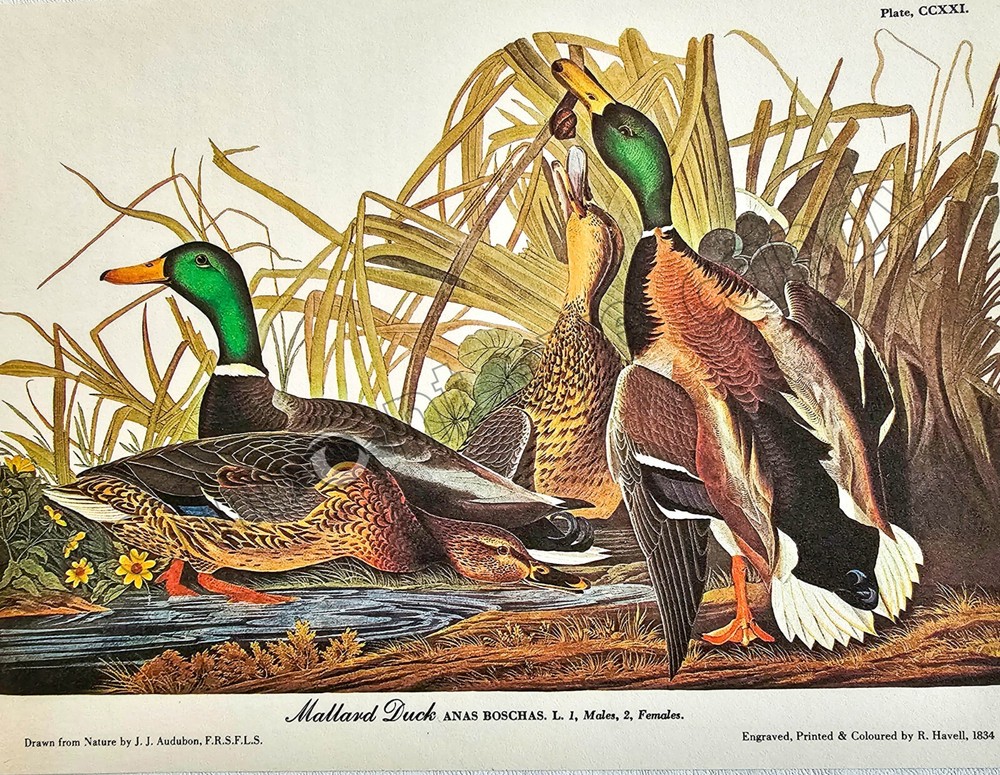 Mallard Duck Audubon Bird Art DIGITAL DOWNLOAD Print at Home Decor Captioned