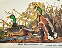 Mallard Duck Audubon Bird Art DIGITAL DOWNLOAD Print at Home Decor Captioned