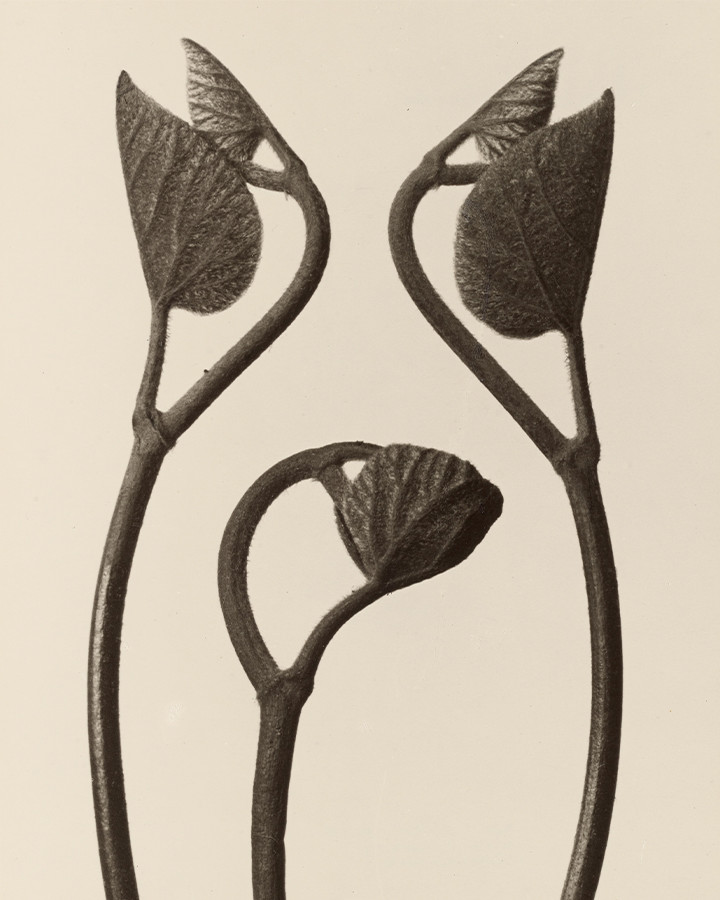 Aristolochia Stems and Leaves Karl Blossfeldt 8″x10″ Photograph Print