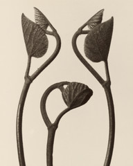 Aristolochia Stems and Leaves Karl Blossfeldt 8″x10″ Photograph Print