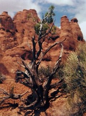 Utah desert landscape Epsom photo paper 8½” x 11″ print image 7″ x 9¼”