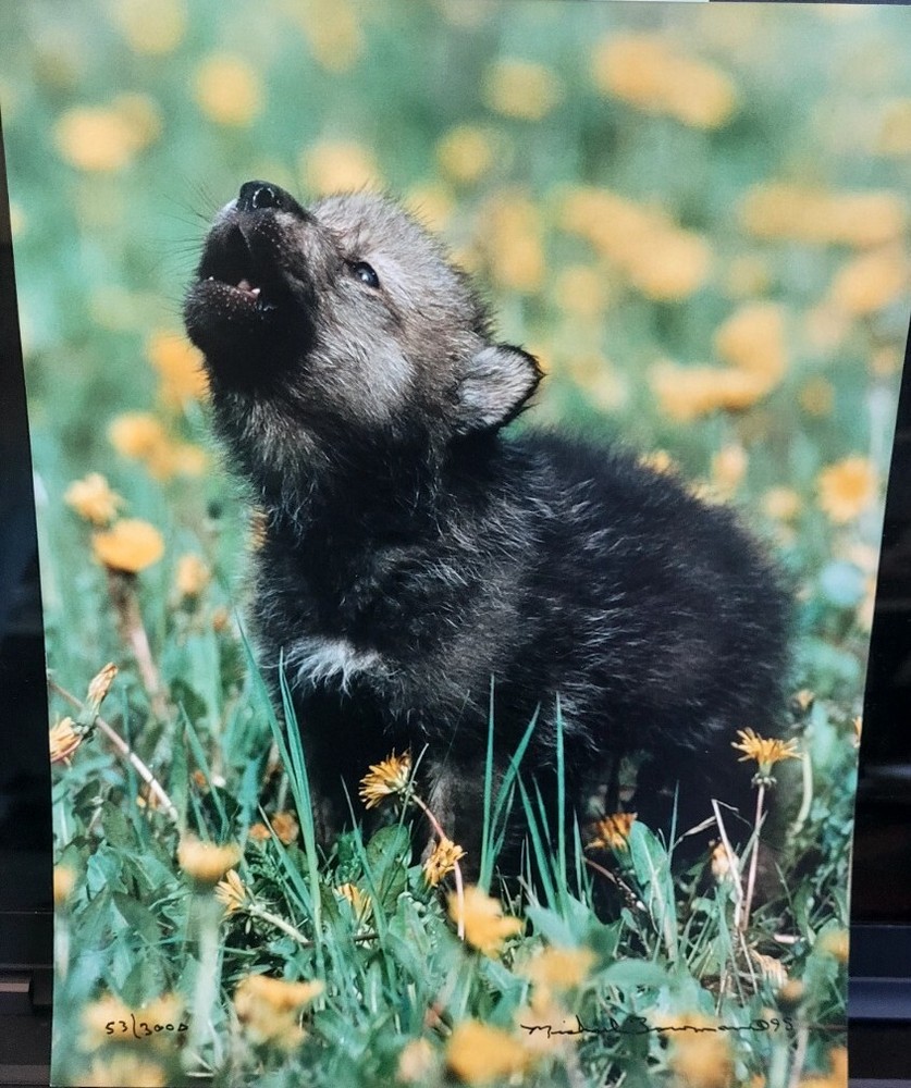Wild Life Photography Wolf Cub