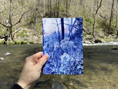 Blue Wintery Plant 5×7 Digital Art Photography Giclee Print Winter Dreamy